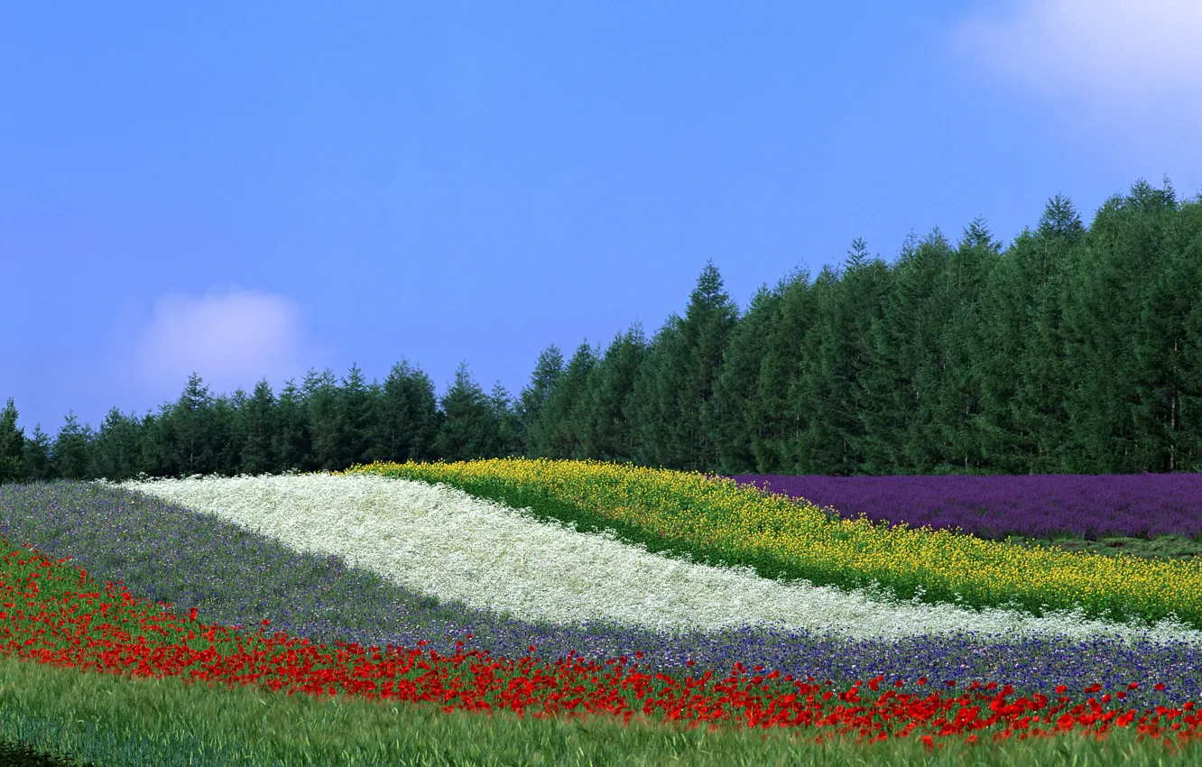 Photo wallpaper the sky, flowers, earth