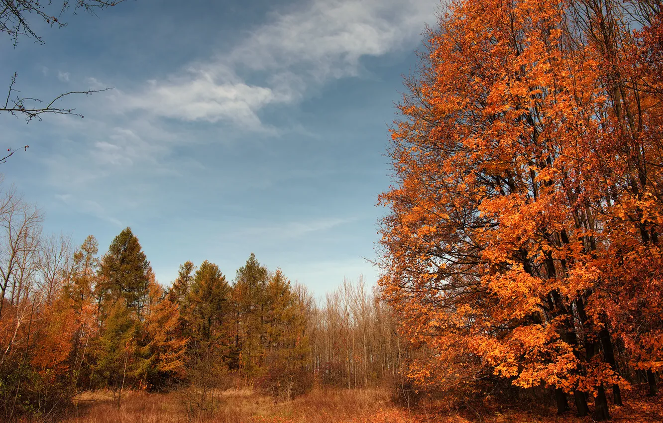 Photo wallpaper field, autumn, forest, clouds, trees, the colors of autumn, crown, bright foliage