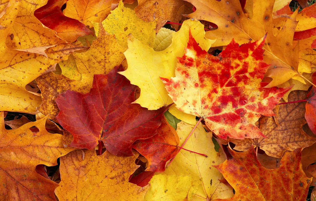 Photo wallpaper autumn, yellow, leaves
