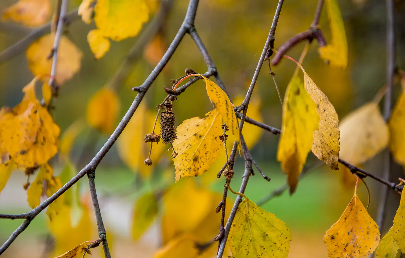 Photo wallpaper autumn, nature, birch, the leaves are yellow