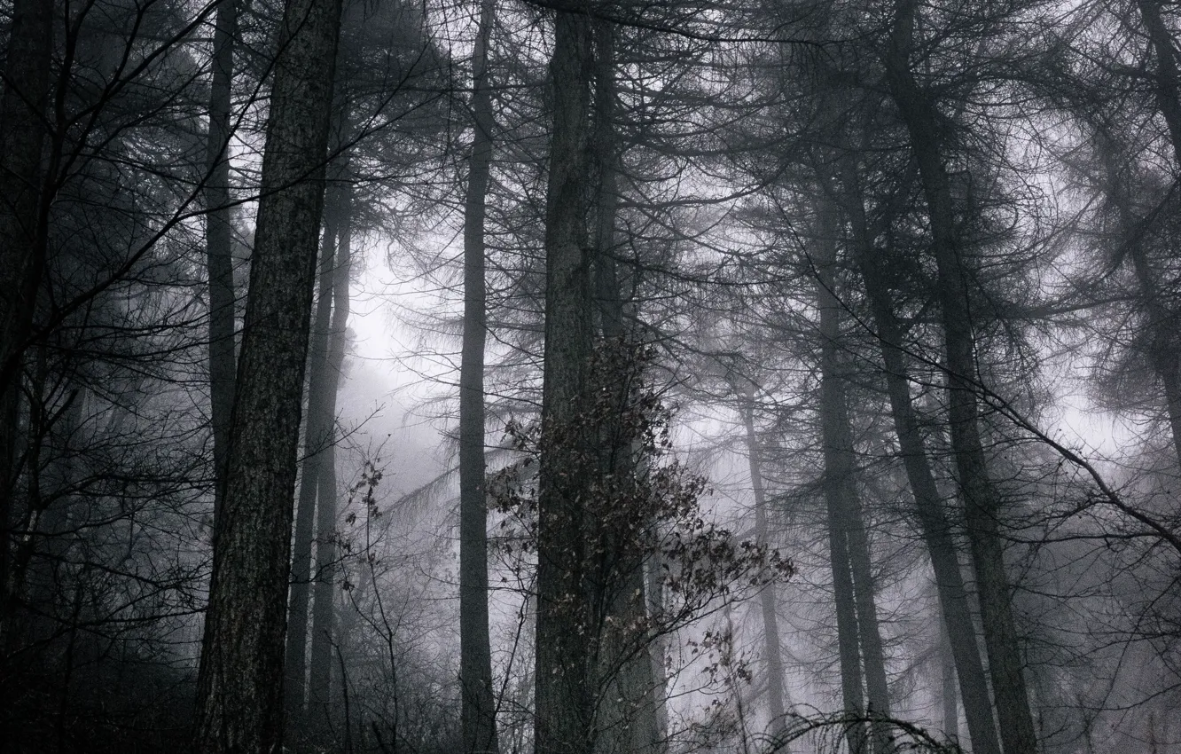 Photo wallpaper forest, trees, nature, fog, UK, United Kingdom, Birmingham, Birmingham