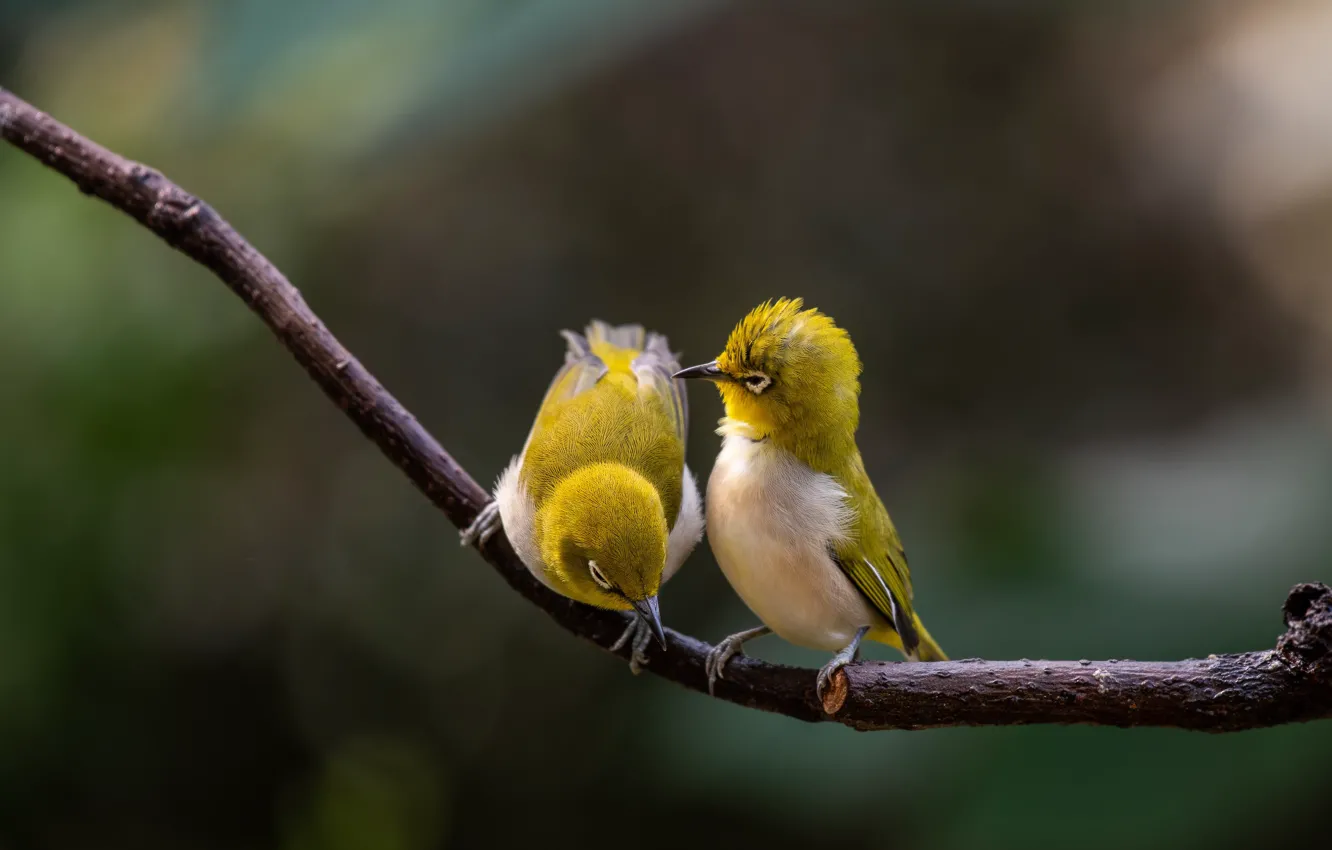 Photo wallpaper nature, branch, birds, a couple, bokeh, white-eyed, white eye