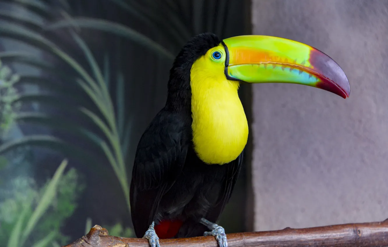 Photo wallpaper background, bird, Toucan