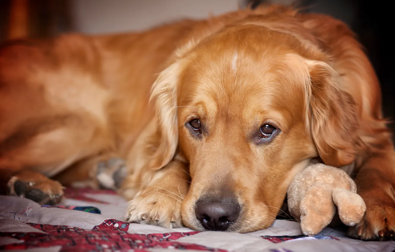 Photo wallpaper sadness, look, each, dog, Retriever