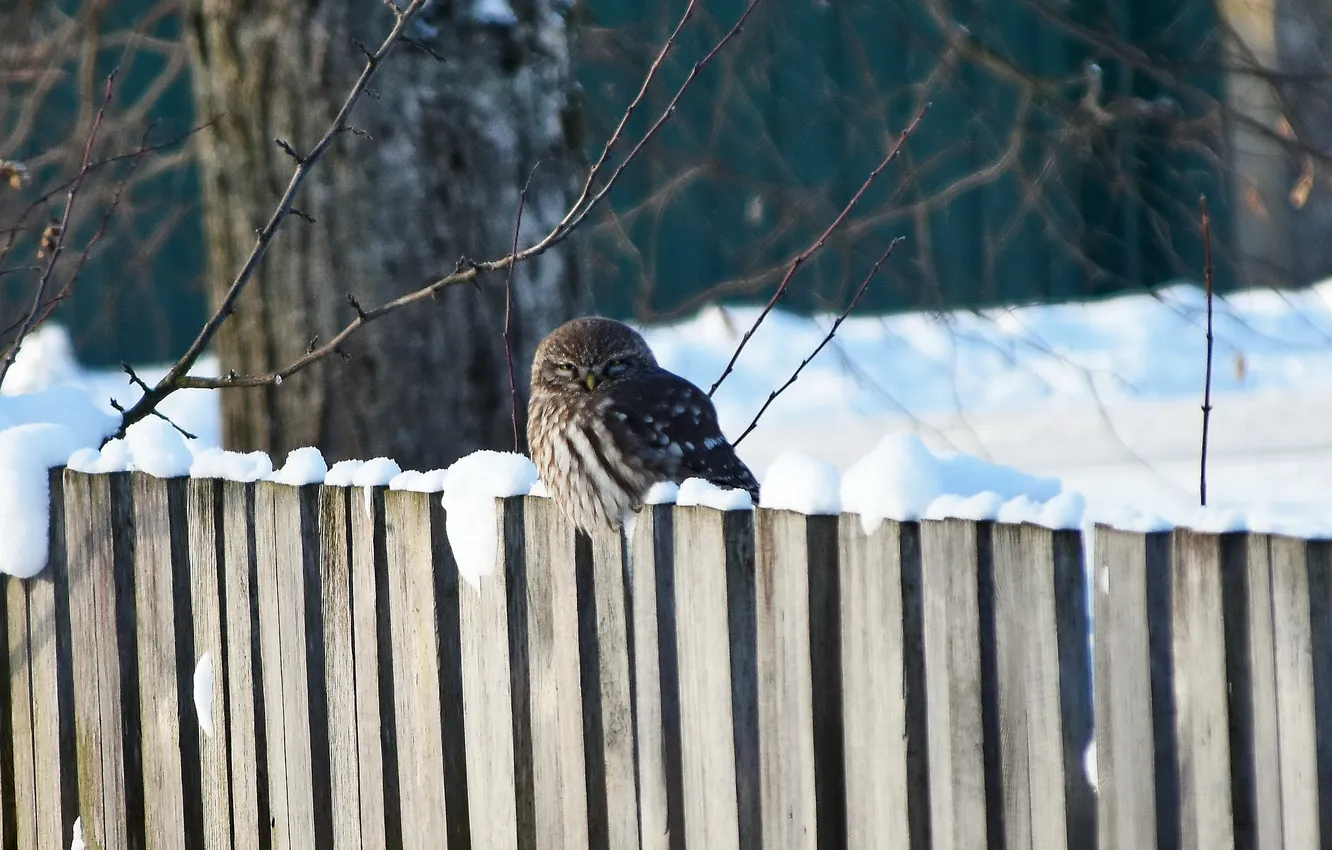 Photo wallpaper winter, the fence, village, sitting, owl, photohunt