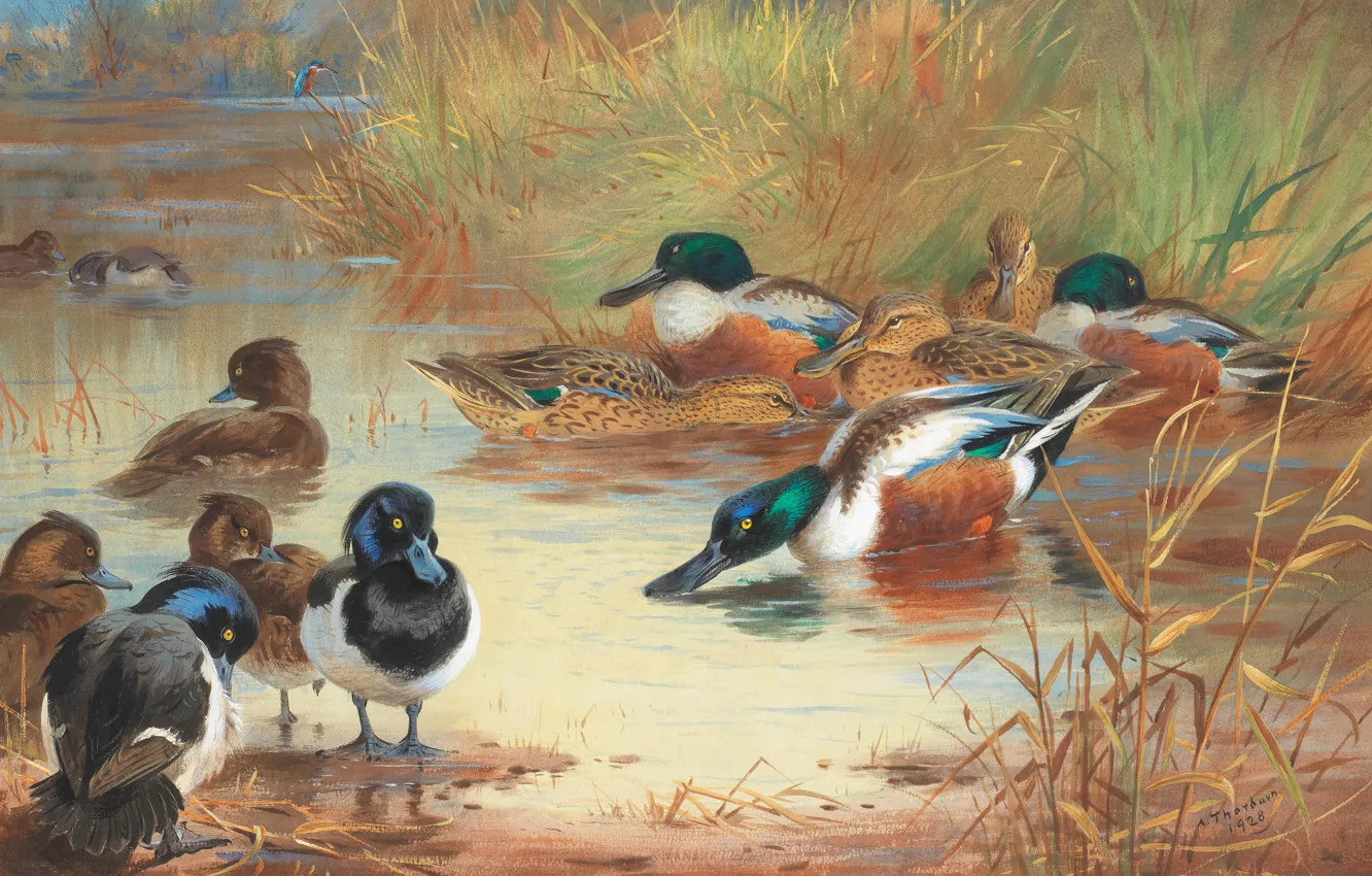 Photo wallpaper 1928, Scottish painter, Archibald Thorburn, Scottish painter, Archibald Thorburn,, watercolor and bodycolor, Shoveler and Tufted …