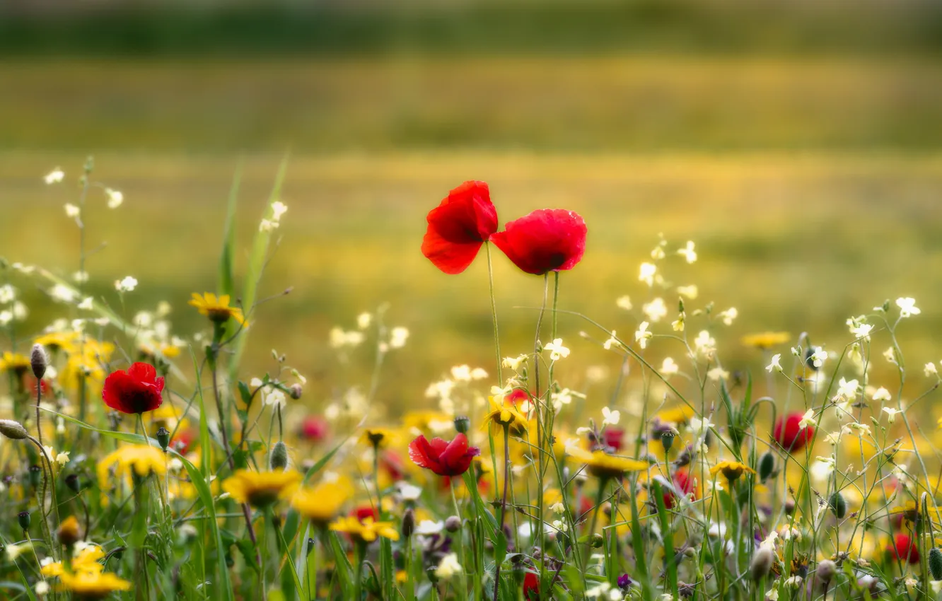 Photo wallpaper summer, flowers, nature