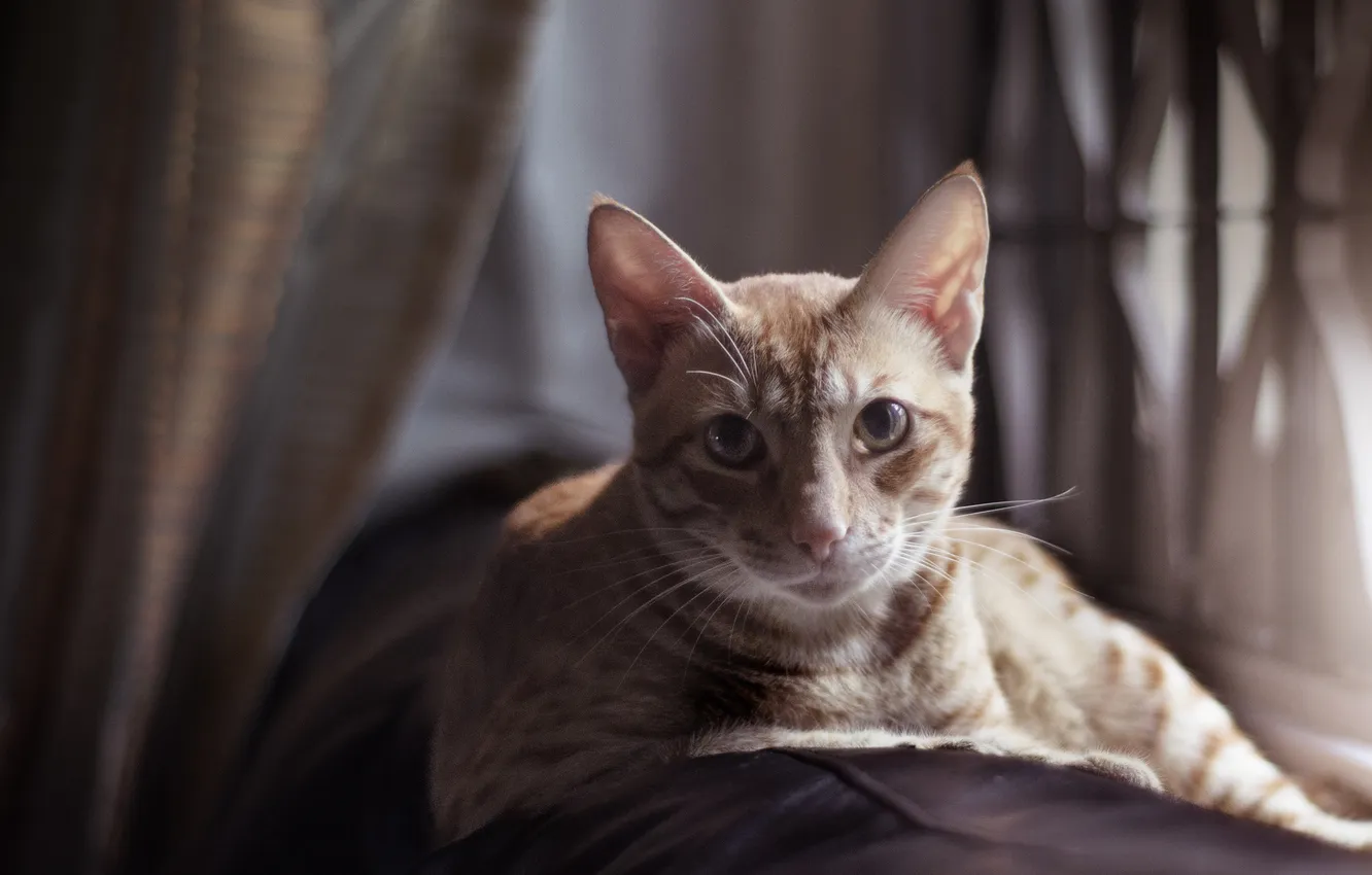 Photo wallpaper cat, grey, lies, striped, looks