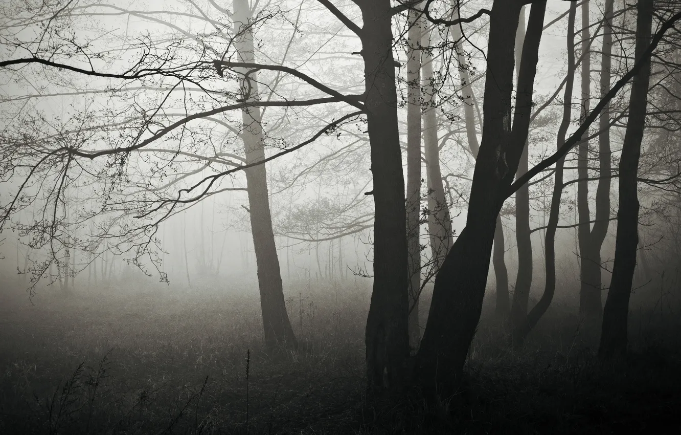 Photo wallpaper autumn, forest, trees, branches, nature, fog, tree, branch