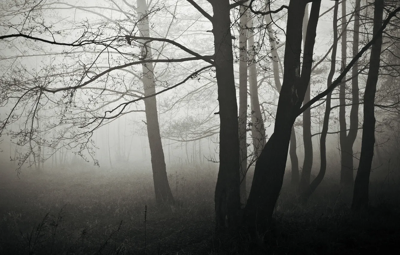Photo wallpaper autumn, forest, trees, branches, nature, fog, branch, silhouette