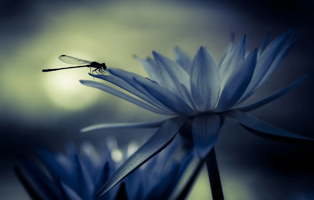 Photo wallpaper flowers, dragonfly, insect, water Lily