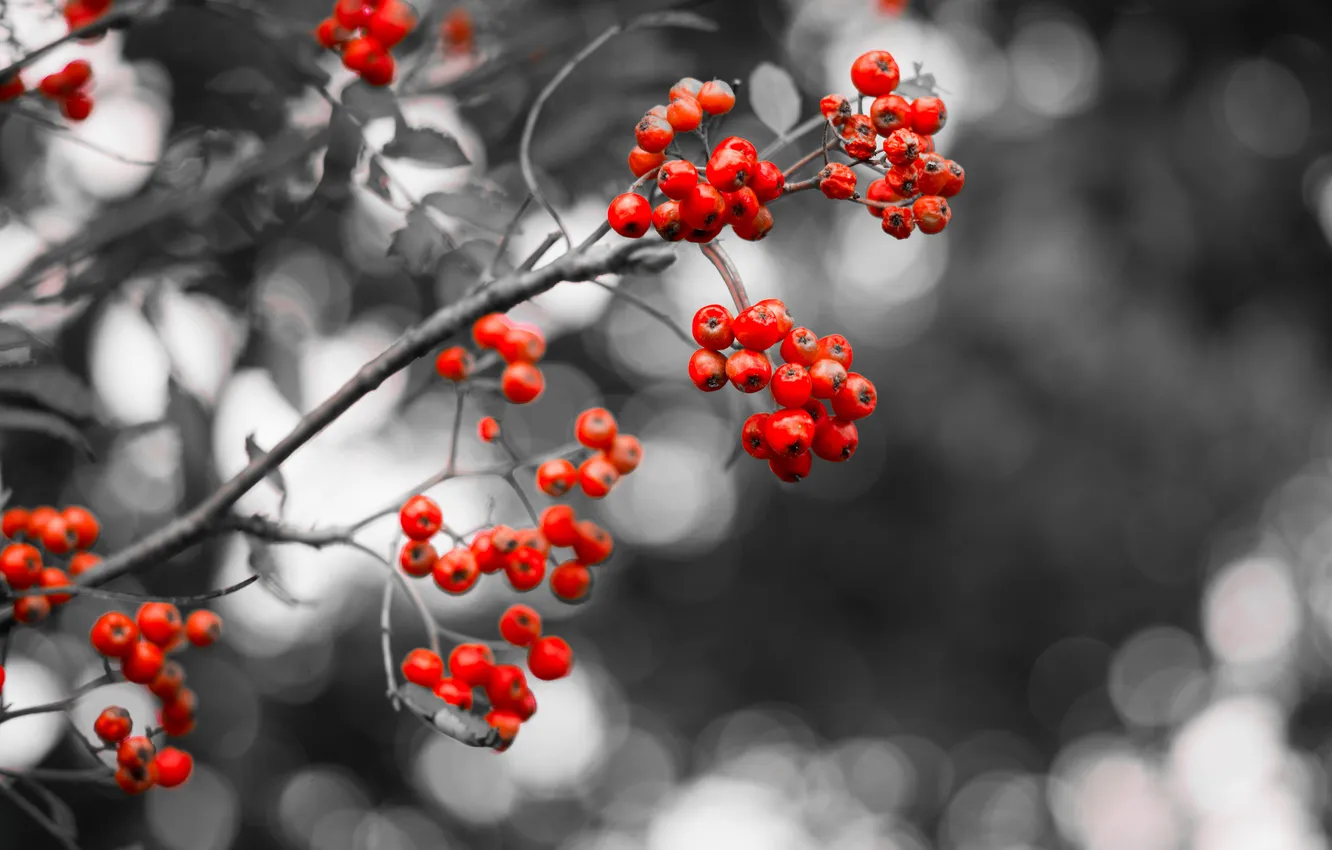 Photo wallpaper trees, branches, berries, Rowan