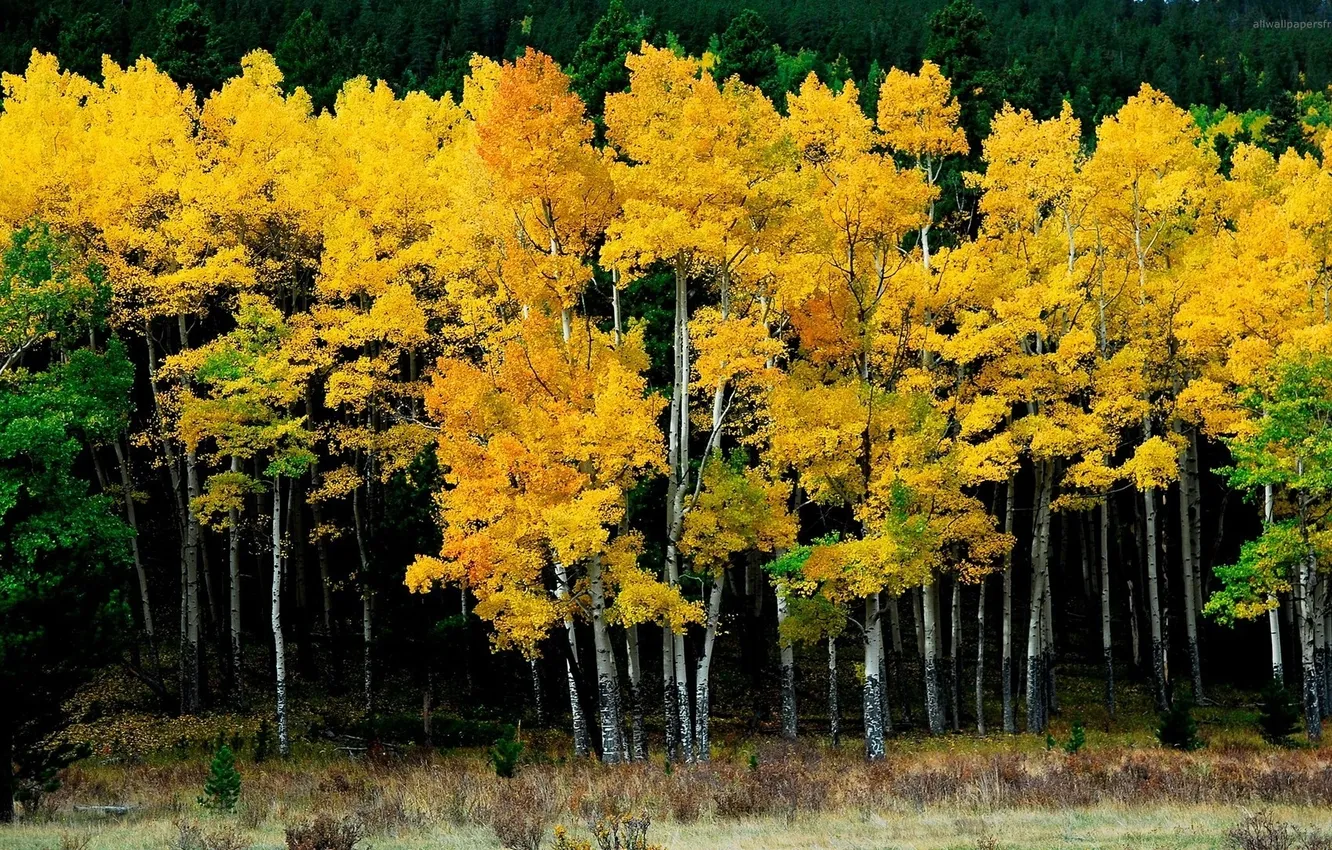Photo wallpaper forest, trees, yellow