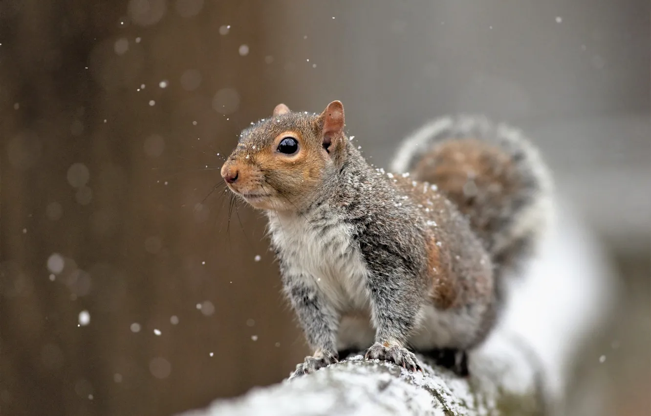 Photo wallpaper snow, protein, rodent, pet