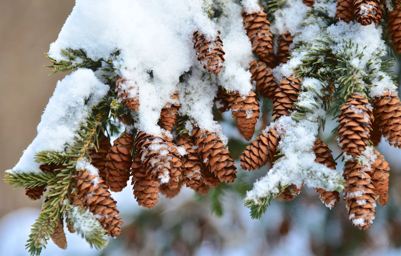 Photo wallpaper winter, snow, nature, tree, spruce, bumps