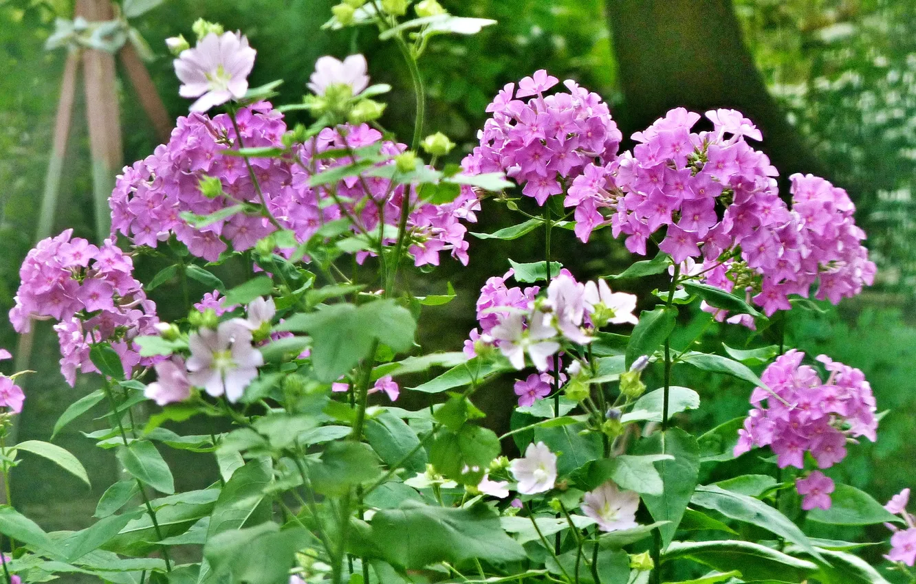 Photo wallpaper flowers, Summer 2025, Phlox paniculata