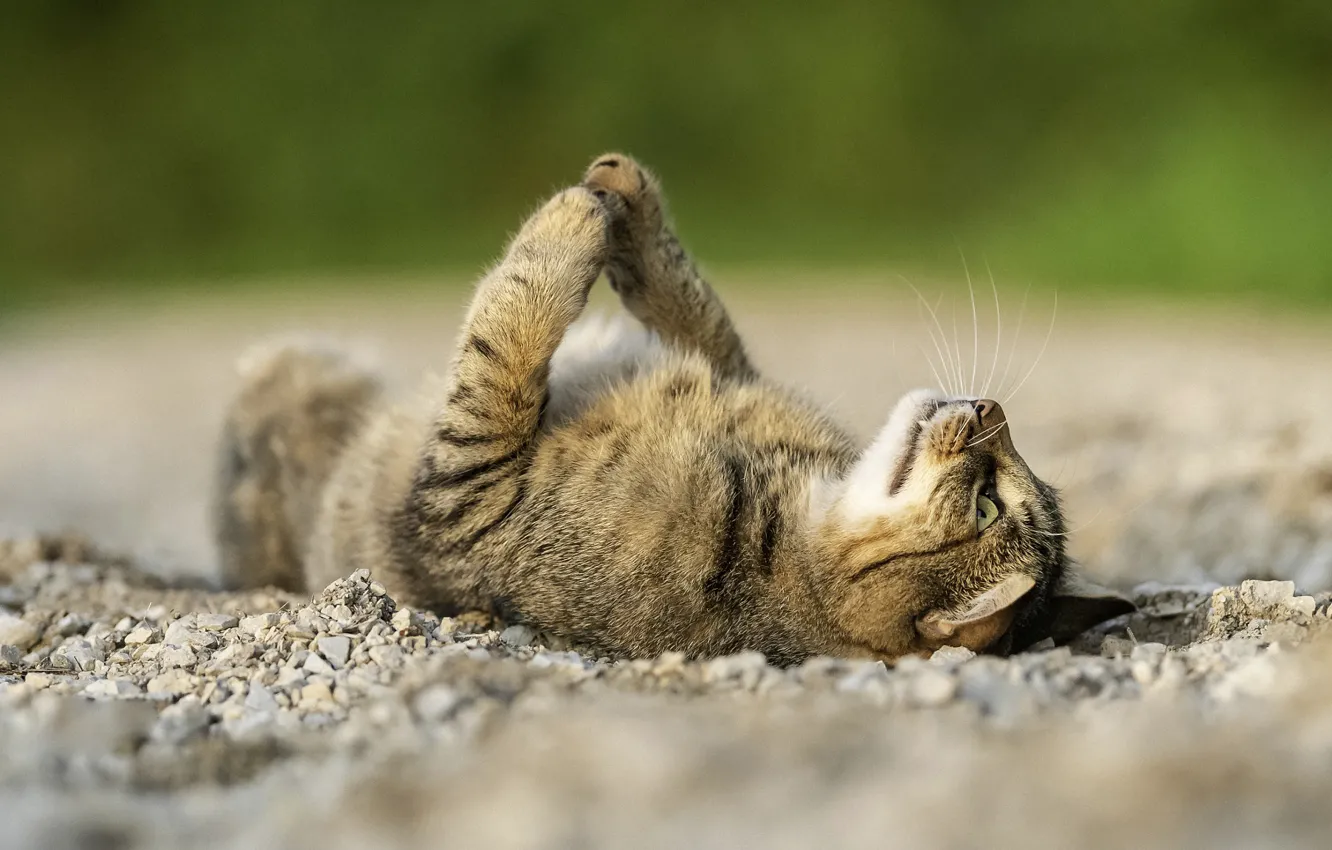 Photo wallpaper cat, legs, lies