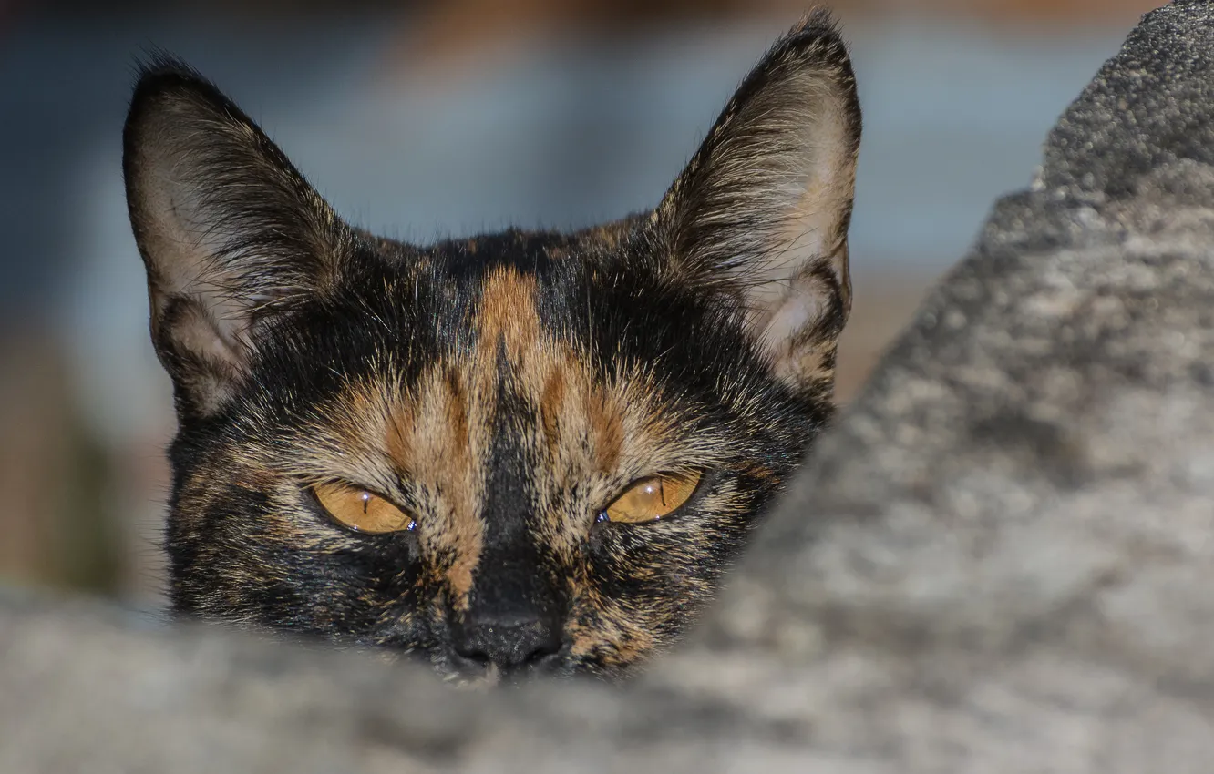 Photo wallpaper cat, eyes, look, ears, tri-color