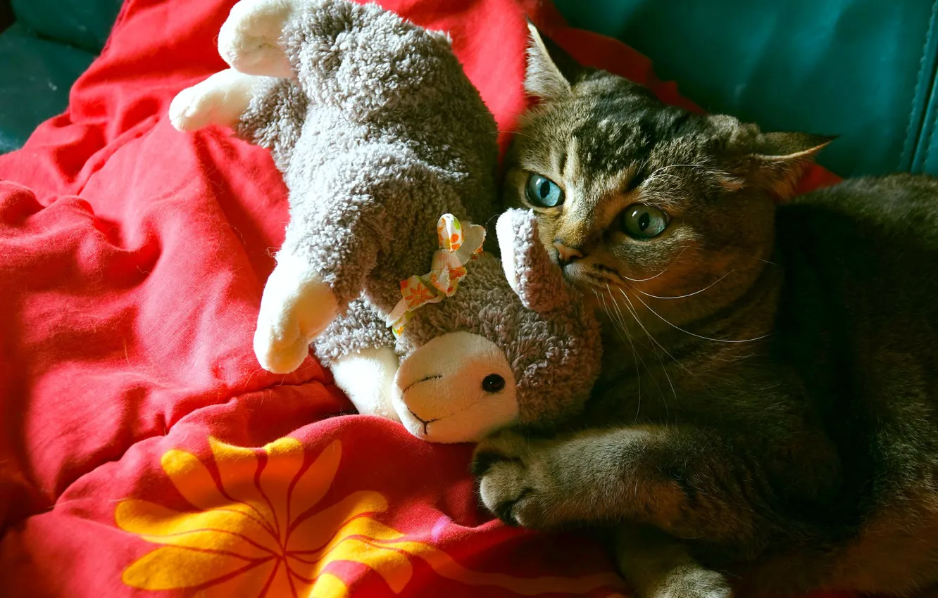 Photo wallpaper cat, cat, light, red, toy, the game, blanket, bed