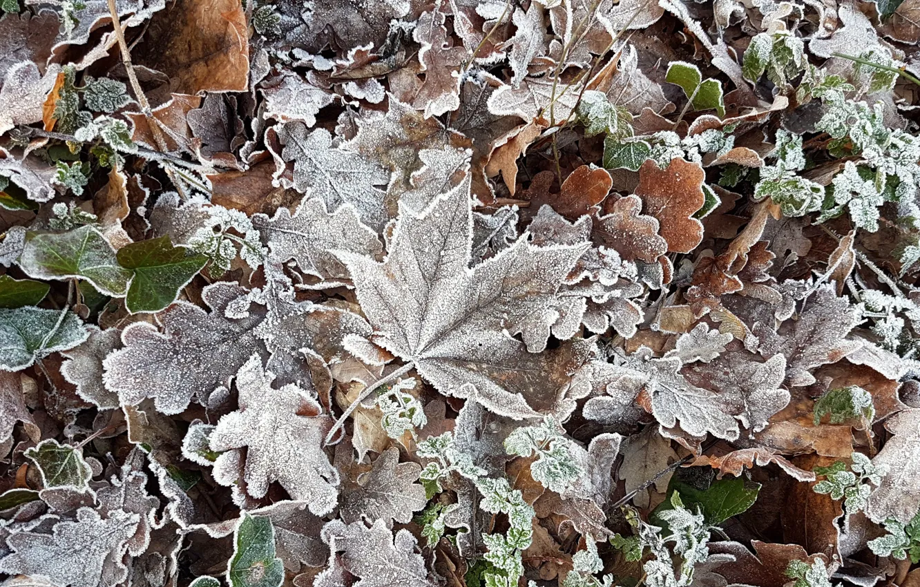 Photo wallpaper frost, leaves, nature