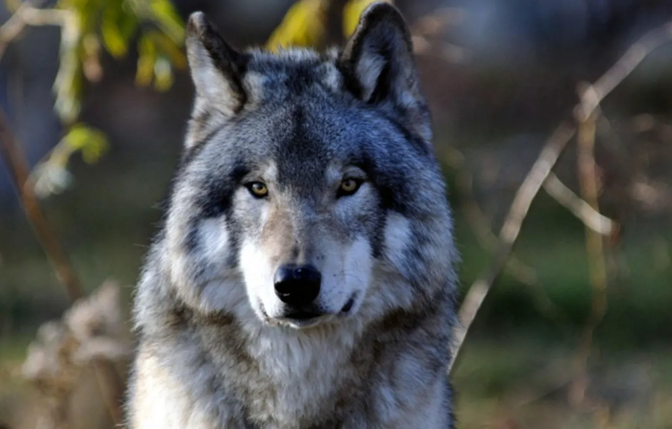 Photo wallpaper Predator, nature, animal, wolf, wildlife, portrait, portrait., Canis lupus. face