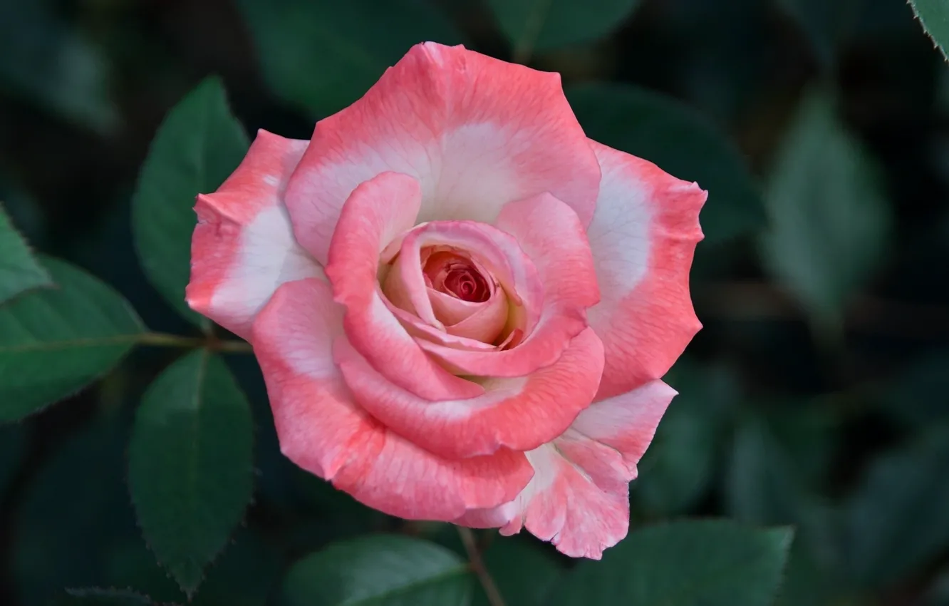 Photo wallpaper macro, flowers, roses, pink