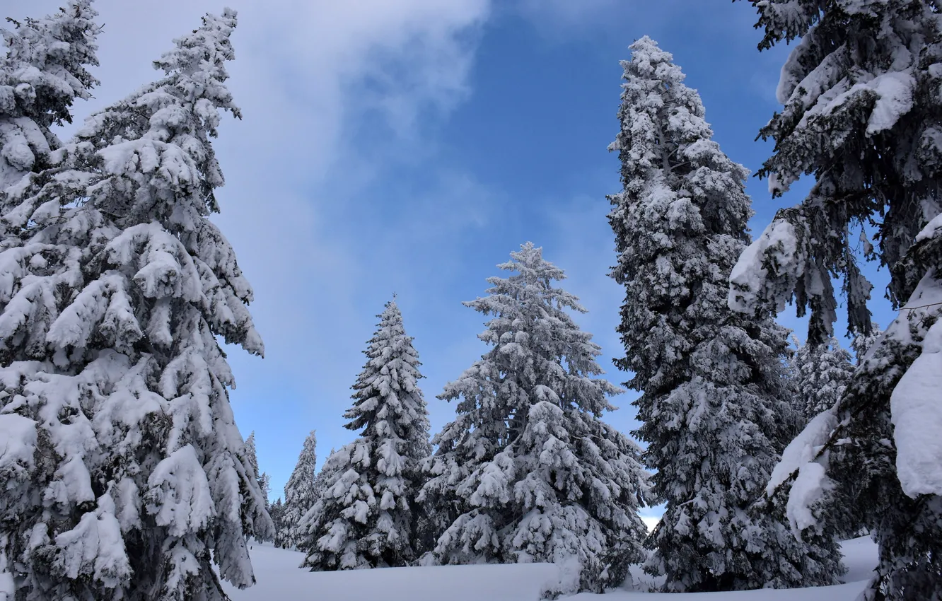 Photo wallpaper cold, winter, the sky, snow, trees, nature