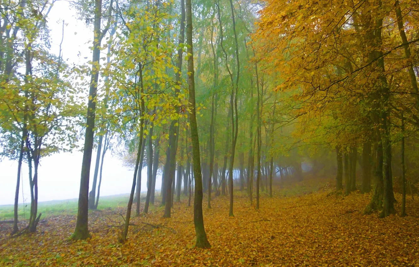 Photo wallpaper autumn, forest, trees, fog, foliage, forest, trees, nature