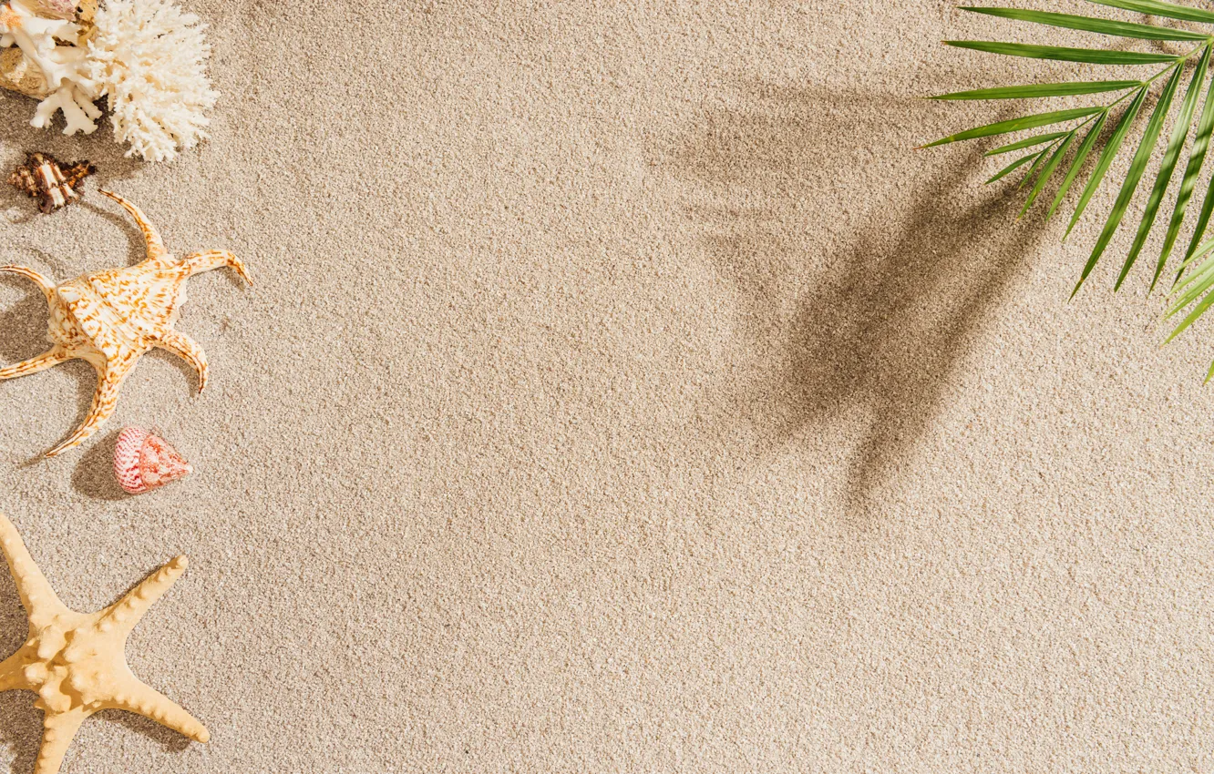Photo wallpaper sand, beach, summer, palm trees, shell, summer, beach, sea