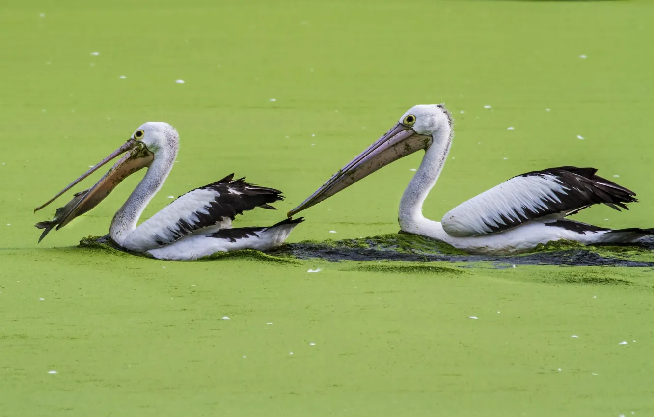 Photo wallpaper green, food, lake, fish, fishing, Pelicans, feed, algae