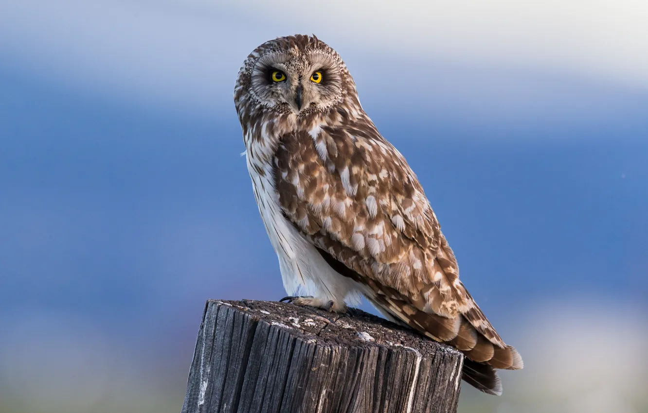 Photo wallpaper the sky, owl, bird