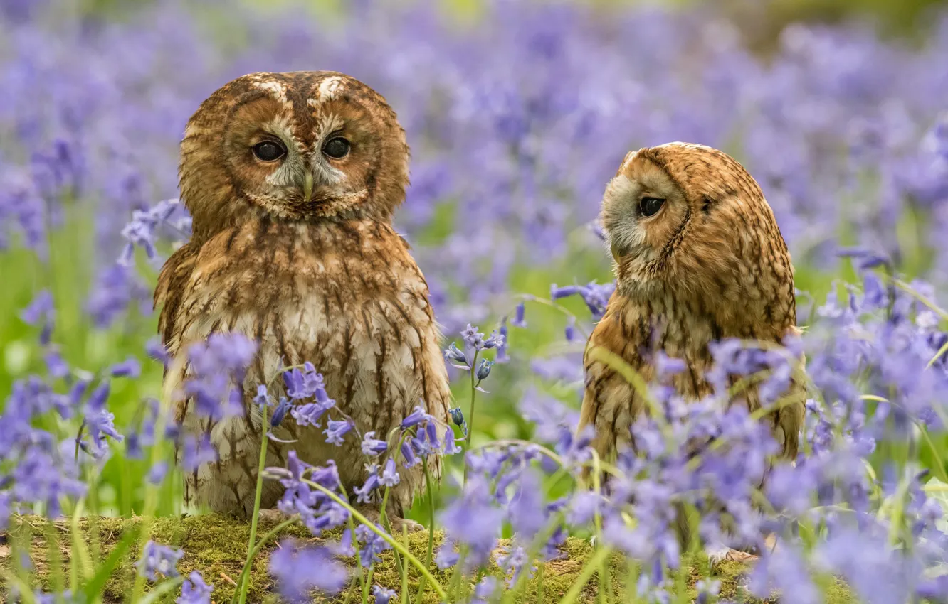 Photo wallpaper flowers, nature, pair, owls