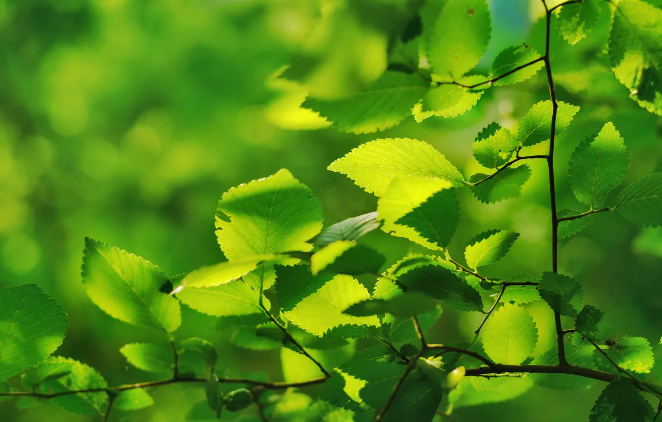 Photo wallpaper greens, leaves, macro, branch