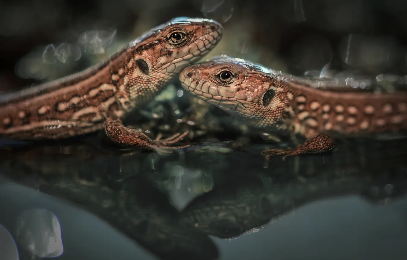 Photo wallpaper water, reflection, lizard, a couple, Vladlena Lapshina