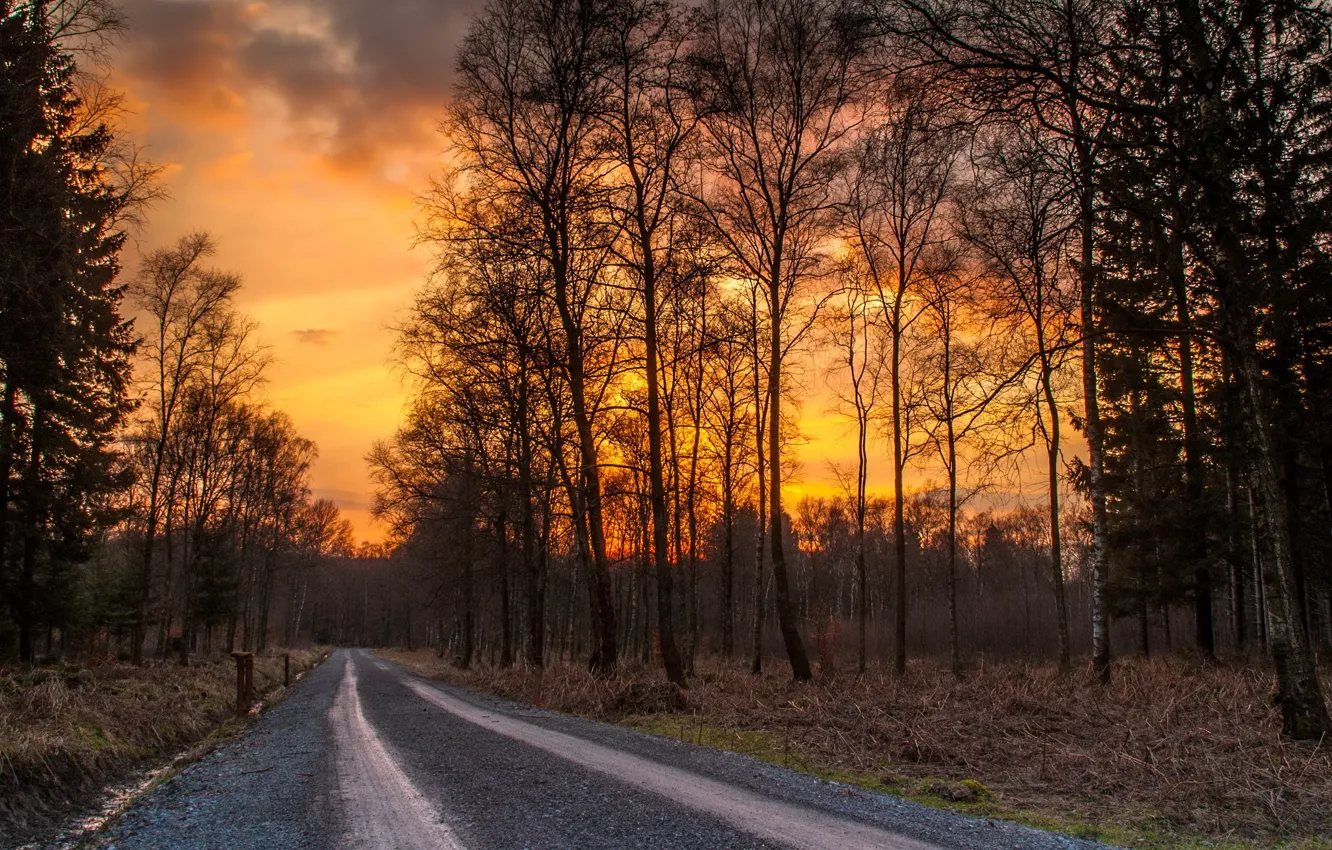 Photo wallpaper road, autumn, forest, sunset