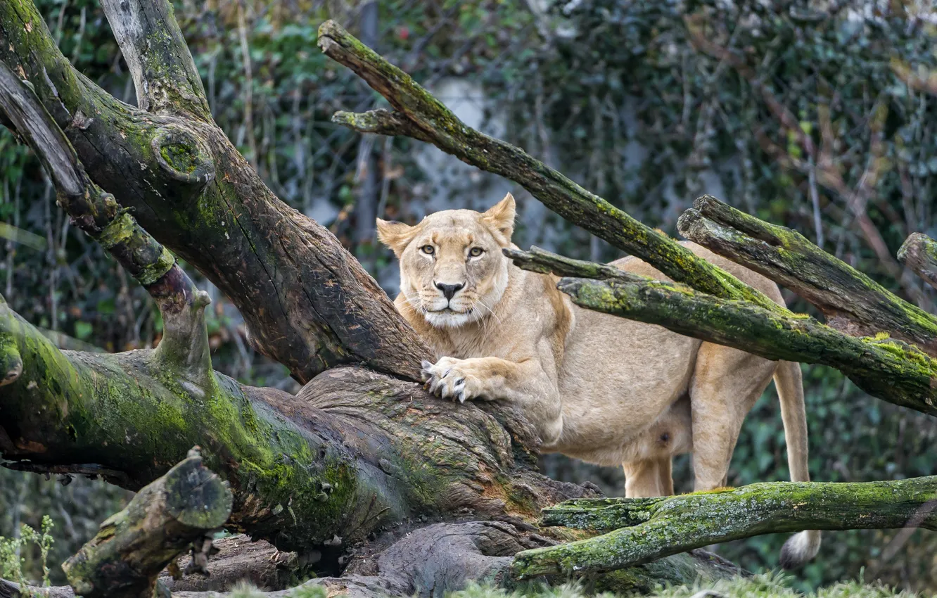 Photo wallpaper cat, tree, moss, lioness, ©Tambako The Jaguar