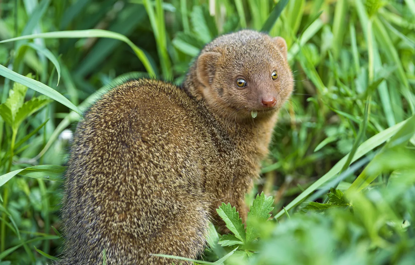 Photo wallpaper grass, look, mongoose