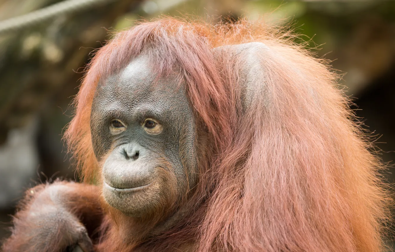 Photo wallpaper nature, monkey, orangutan