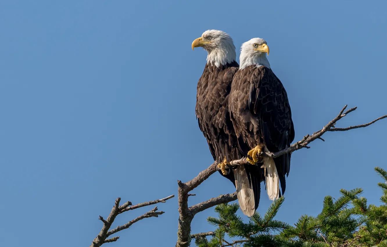 Photo wallpaper nature, bird, Vancouver Island, Bald Eagle Pair