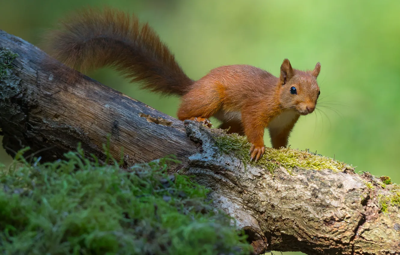 Photo wallpaper greens, nature, background, moss, protein, tail, log, squirrel