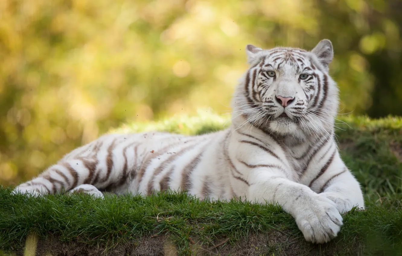 Photo wallpaper cat, grass, white tiger