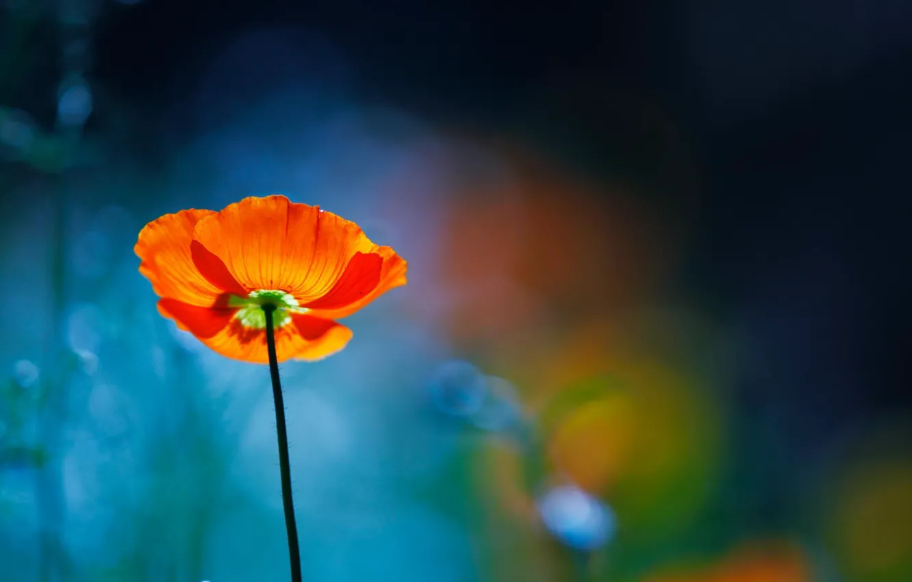 Photo wallpaper flower, macro, red, Mac, focus, blur