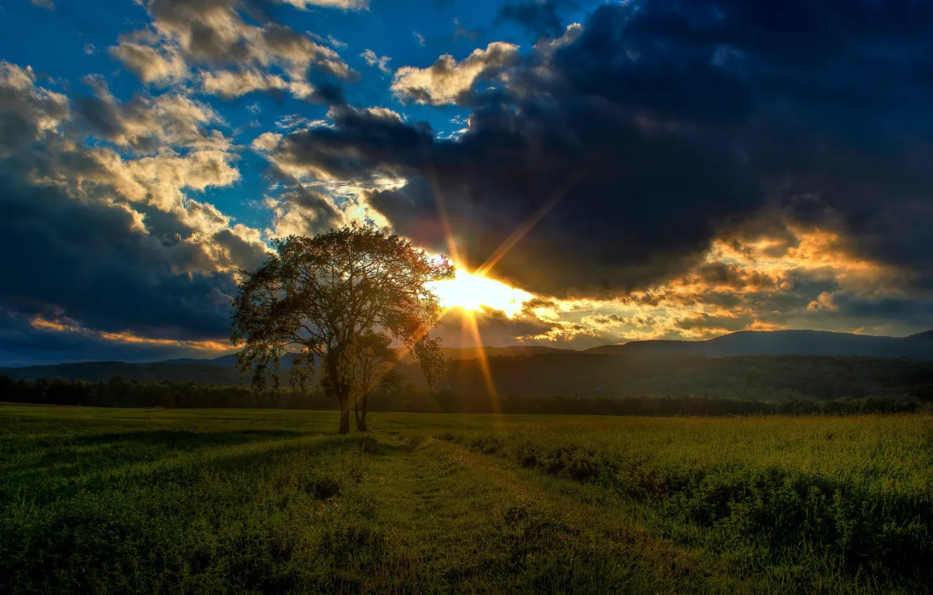 Photo wallpaper greens, field, the sky, grass, clouds, sunset, tree, the evening