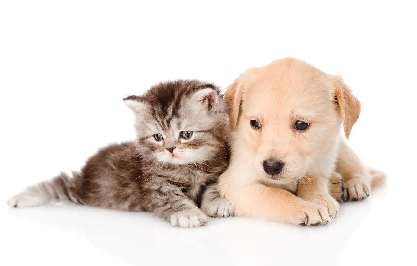 Photo wallpaper fluffy, puppy, kitty, puppy, kitten