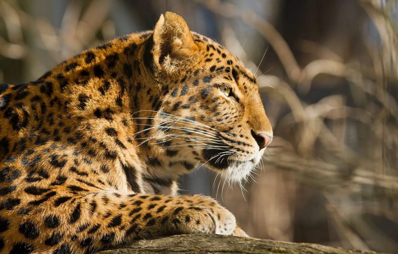 Photo wallpaper face, predator, leopard, profile, fur, wild cat
