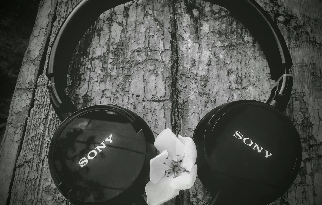 Photo wallpaper headphones, beautiful, Sony