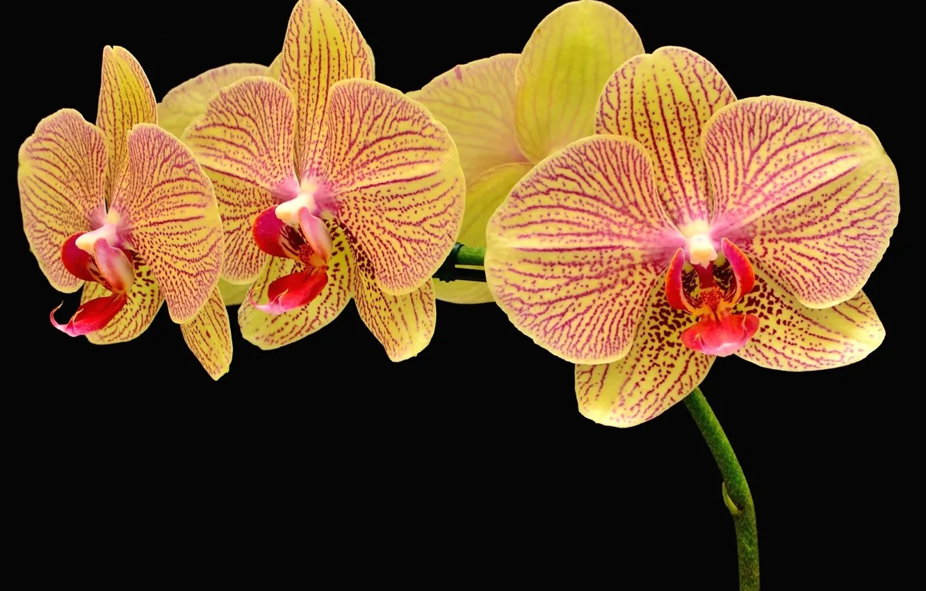 Photo wallpaper flowers, petals, Orchid, black background