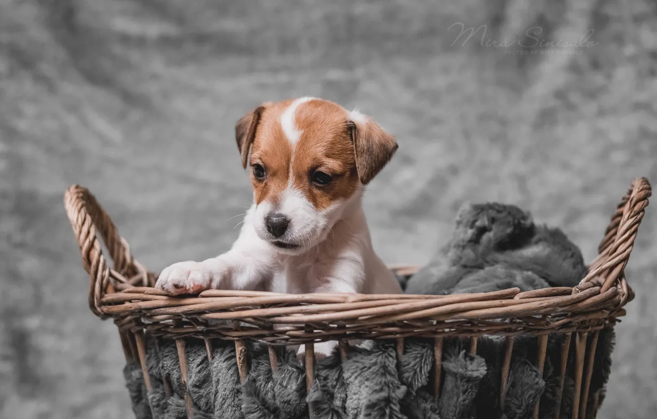 Photo wallpaper basket, dog, baby, puppy, The Parson Russell Terrier