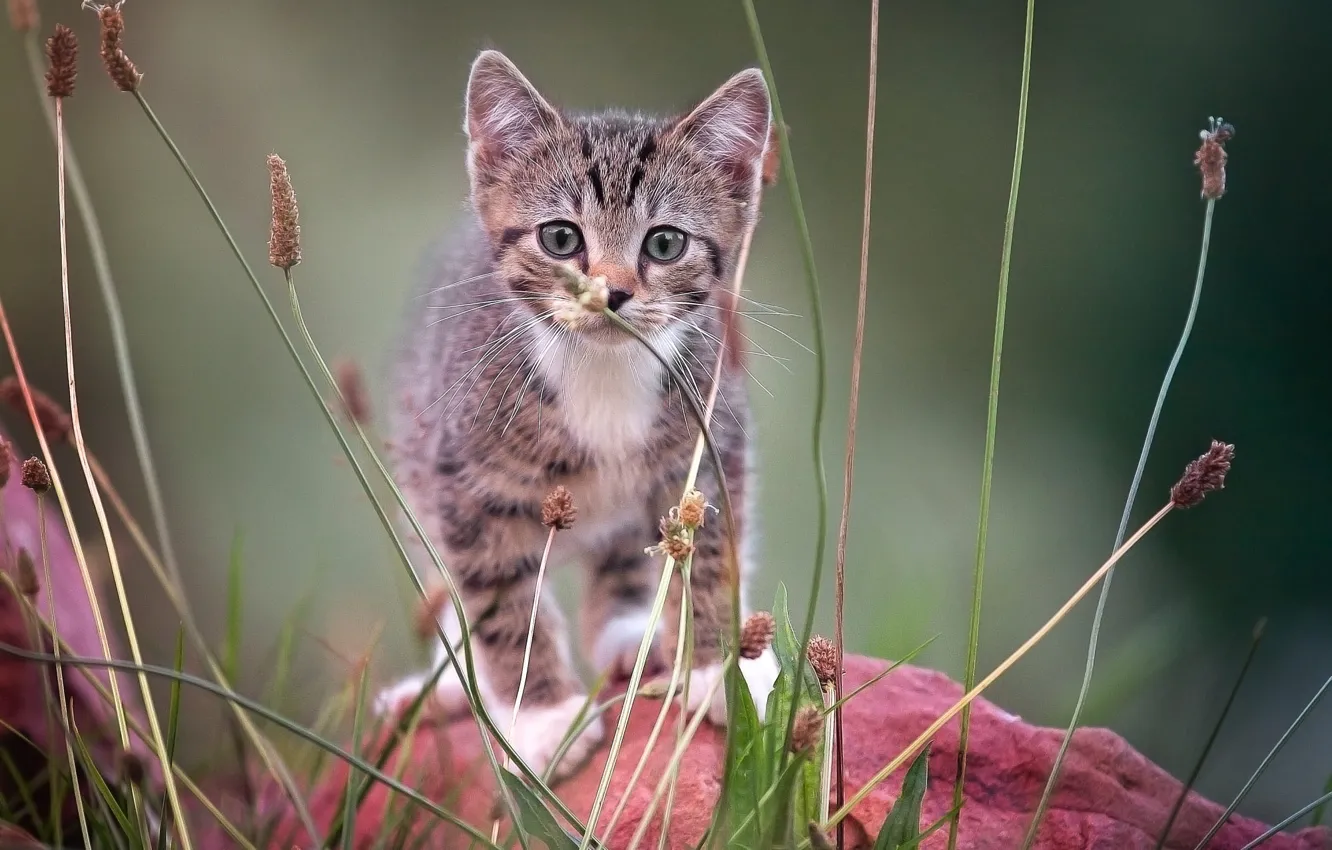 Photo wallpaper on the stone, looking at the camera, tabby kitten