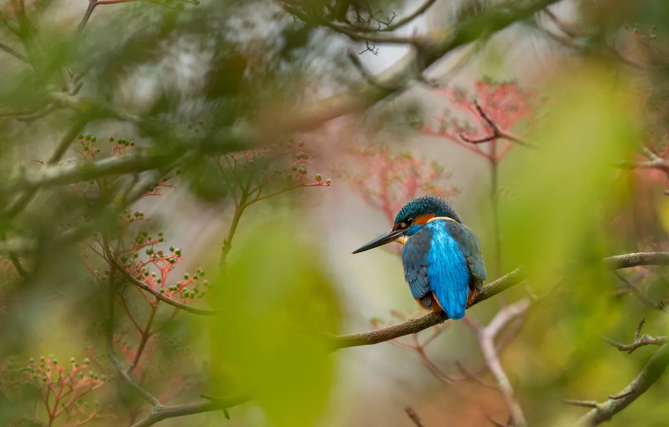 Photo wallpaper branches, berries, bird, blur, fruit, bokeh, Kingfisher